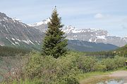 13 - Banff to Icefields - IMG_0924
